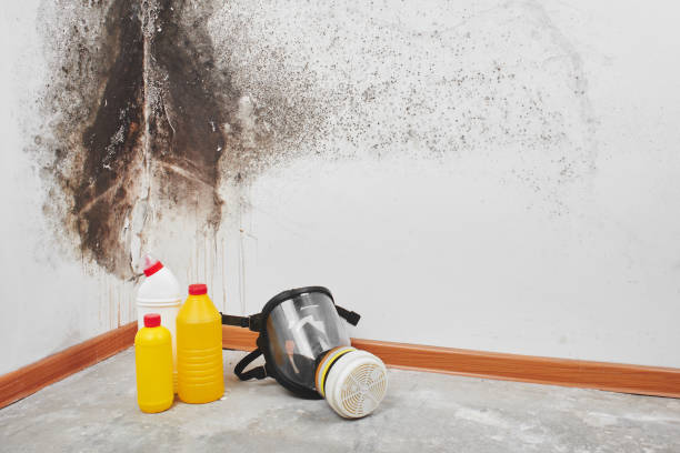 Home Mold Removal in Riverview, SC