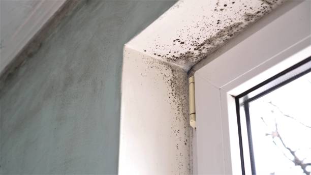 Best Mold Damage Repair  in Riverview, SC