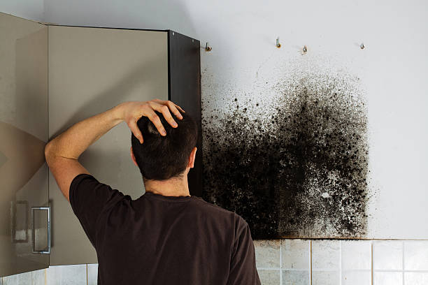 Professional Mold Removal in Riverview, SC