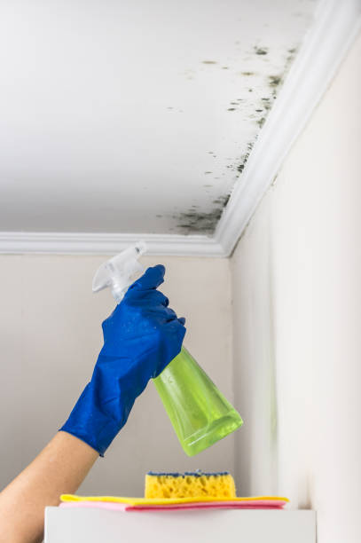 Office Mold Removal Services in Riverview, SC