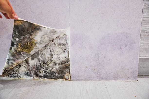 Best Mold Removal Company Near Me  in Riverview, SC